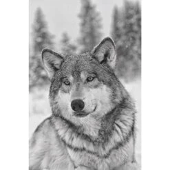 Das Geheime Wissen Der Wölfe - Sachbuch -Outdoorartikel Geschäft 5637579457 c das geheime wissen der woelfe 24